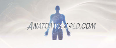 Anatomyworld.com