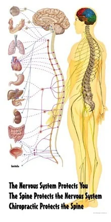 Nervous System Poster Life Sized
